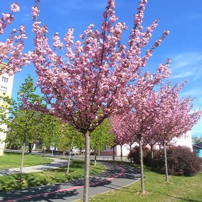 درخت ساکورای ژاپنی درخت ساکورای ژاپنی