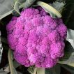 گل کلم بنفش سیسیلی تازه