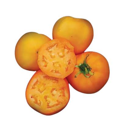 گوجه فرنگی سان ری گوجه فرنگی سان ری