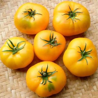 گوجه آزویچکا برداشت شده