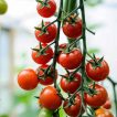 گیاه گیاه گوجه گیلاسی واشنگتن