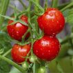 گیاه گوجه گیلاسی بزرگ