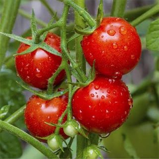 گیاه گوجه گیلاسی بزرگ