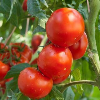 گوجه فرنگی راتگرز تازه