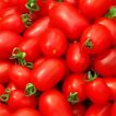 گوجه فرنگی پومودورو برداشت شده