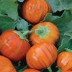 بادمجان قرمز ترکی ارگانیک