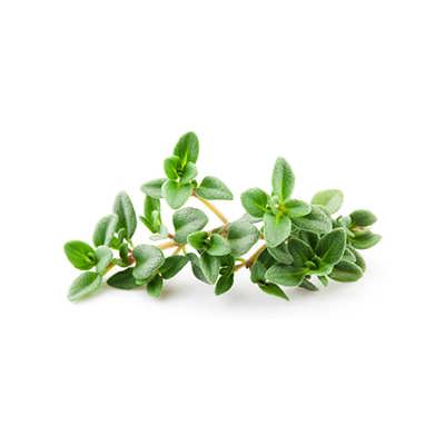 آویشن شیرازی آویشن شیرازی