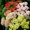 گل های بومادران الوان زینتی