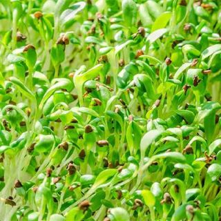 بذر میکروگرین یونجه از بالا