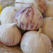 موسیر ارگانیک