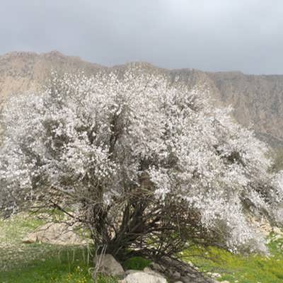 درخت بادامک ( بادام کوهی) درخت بادامک ( بادام کوهی)