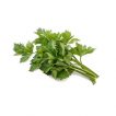 کرفس فرنگی ارگانیک