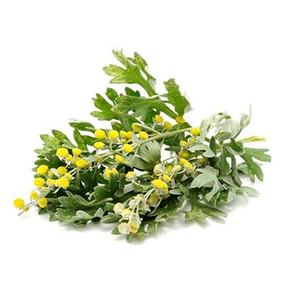 افسنطین افسنطین