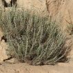 درمنه دشتی در خاک