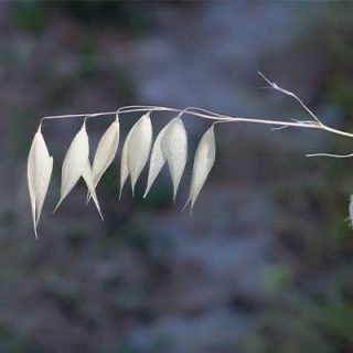 جو دوسر زراعی تازه