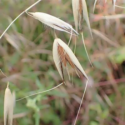 جو دوسر زراعی جو دوسر زراعی