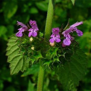 فراسیون آسای سیاه