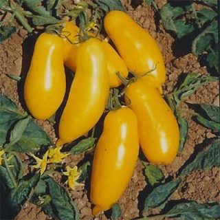 گوجه موزی زرد تازه