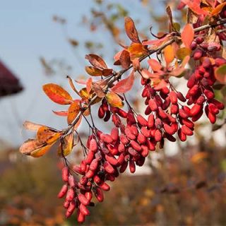 زرشک روی درخت