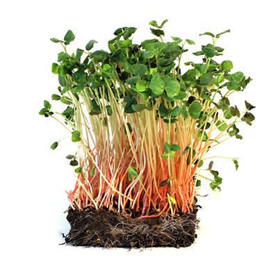 میکروگرین گندم سیاه میکروگرین گندم سیاه
