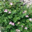 گل های علف مار