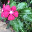 نمایی از جلو پریوش الوان
