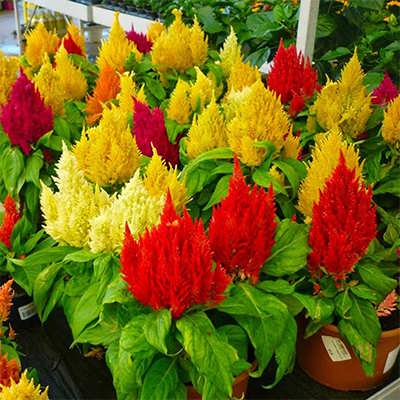 تاج خروس دم روباهی تاج خروس دم روباهی