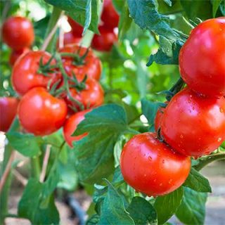 گوجه فرنگی پیش رس CH تازه
