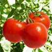 گوجه فرنگی پیش رس CH ارگانیک