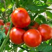 گیاه گوجه فرنگی پیش رس CH