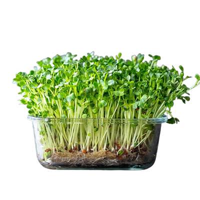 بذر میکروگرین چیا بذر میکروگرین چیا