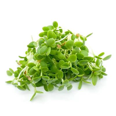 بذر میکروگرین شبدر بذر میکروگرین شبدر