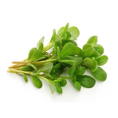 میکروگرین خرفه میکروگرین خرفه