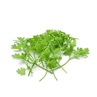 بذر میکروگرین گشنیز بذر میکروگرین گشنیز