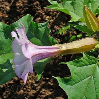 تاتوره سفید (داتورا استرامونیوم)
