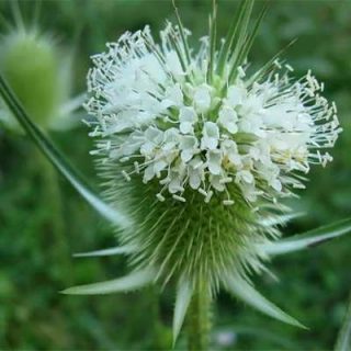 خواجه باشی