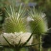خواجه باشی تازه