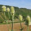 خواجه باشی ارگانیک