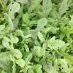 آرگولا دراگون از نزدیک