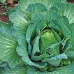 کلم برگ سبز استوانه ای جرسی تازه