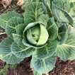 کلم برگ سبز استوانه ای جرسی از بالا