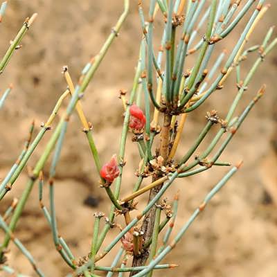 ephedra-sp ریش بز
