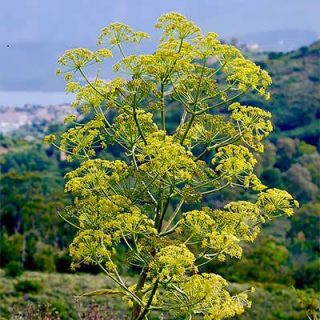 باریجه
