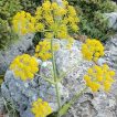 گل باریجه از نمای جلو