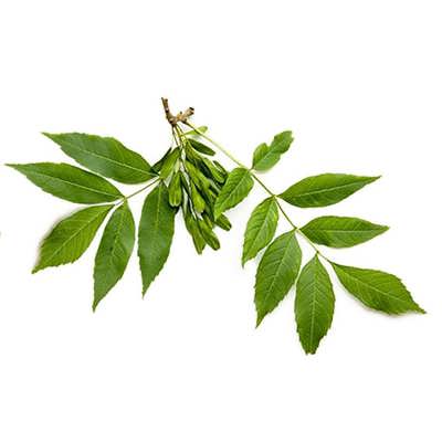 زبان گنجشک زبان گنجشک