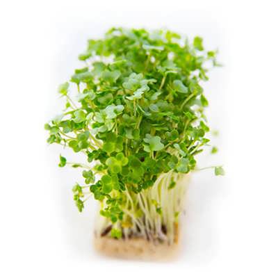 میکروگرین شاهی ارگانیک میکروگرین شاهی ارگانیک