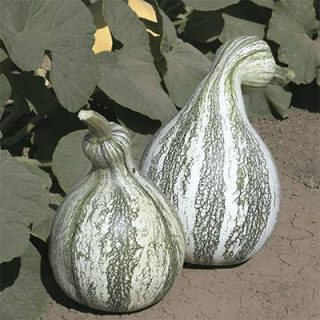 کدو تنبل سبوی دار کاساوو