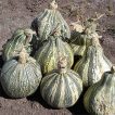 کدو تنبل سبوی دار کاساوو روی زمین