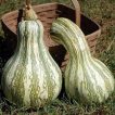 کدو تنبل سبوی دار کاساوو ارگانیک