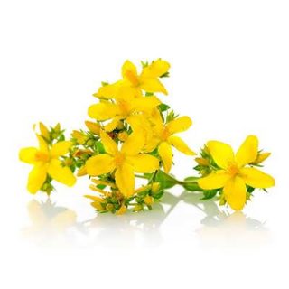 علف چای پرفراتوم